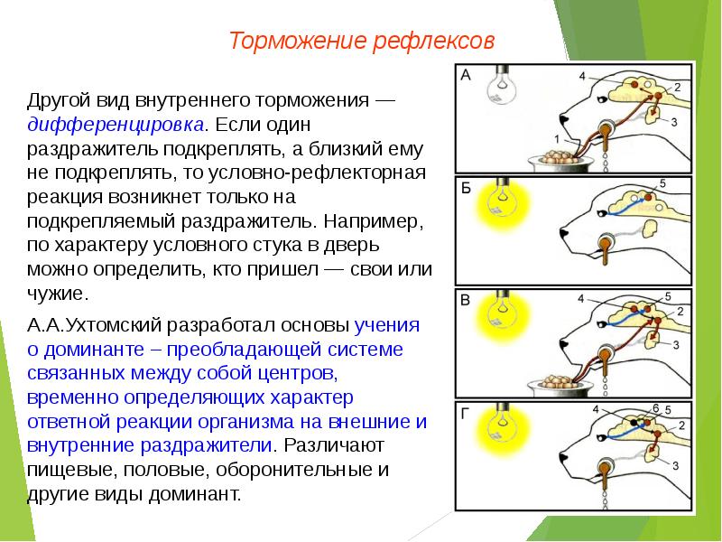 Высшая нервная деятельность рефлексы 8 класс презентация пасечник