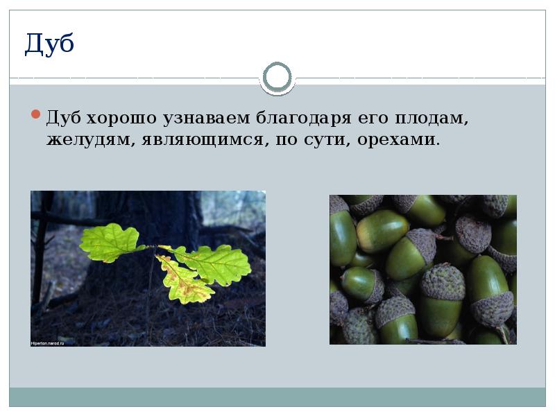 Дуб это лиственное дерево с плодами желудями. Применение дуба. Применение дубовой древесины. Желудь характеристика плода. Дуб применение человеком.