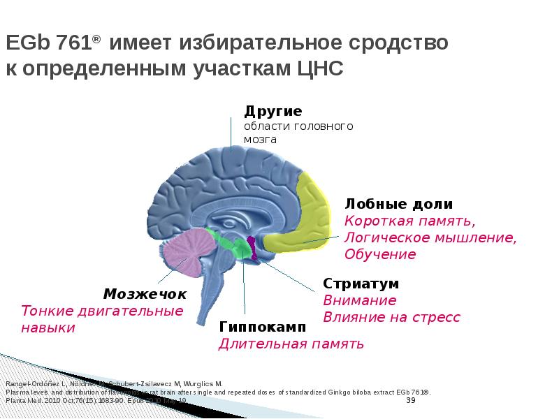 Анализы цнс. Гиппокамп головного мозга анатомия. Стриатум мозга это. Гиппокамп и хвостатое ядро. Полосатое тело ЦНС.