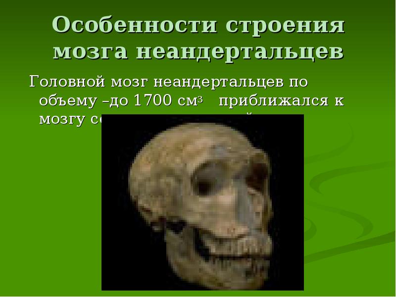 Особенности строения мозга неандертальцев  Головной мозг неандертальцев по объему –до