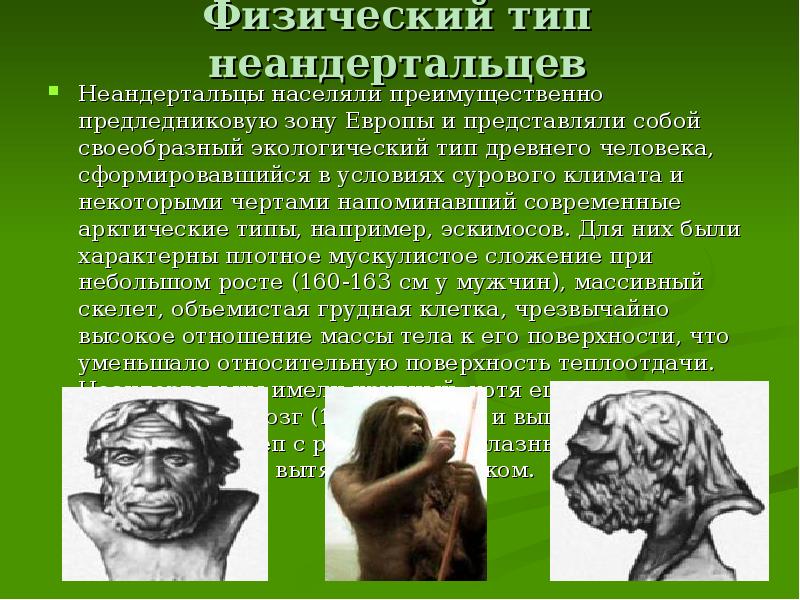 Физический тип неандертальцев Неандертальцы населяли преимущественно предледниковую зону Европы и представляли