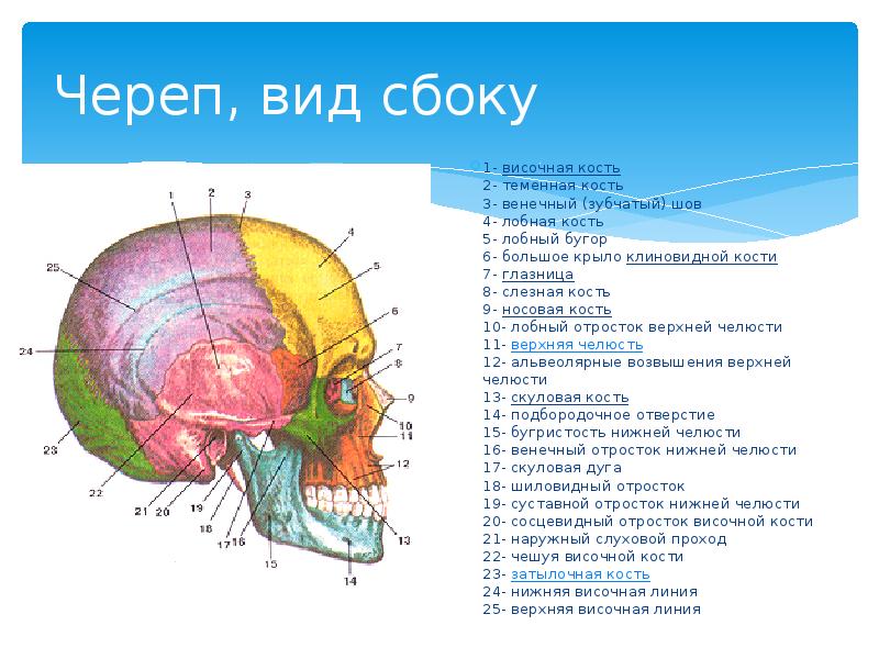 Череп, вид сбоку  1-&nbsp;височная кость 2- теменная кость 3- венечный