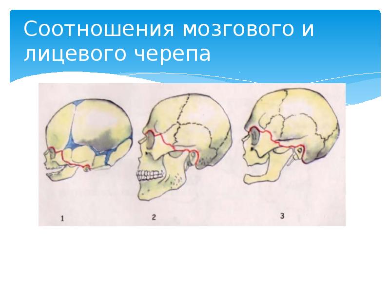 Соотношения мозгового и лицевого черепа