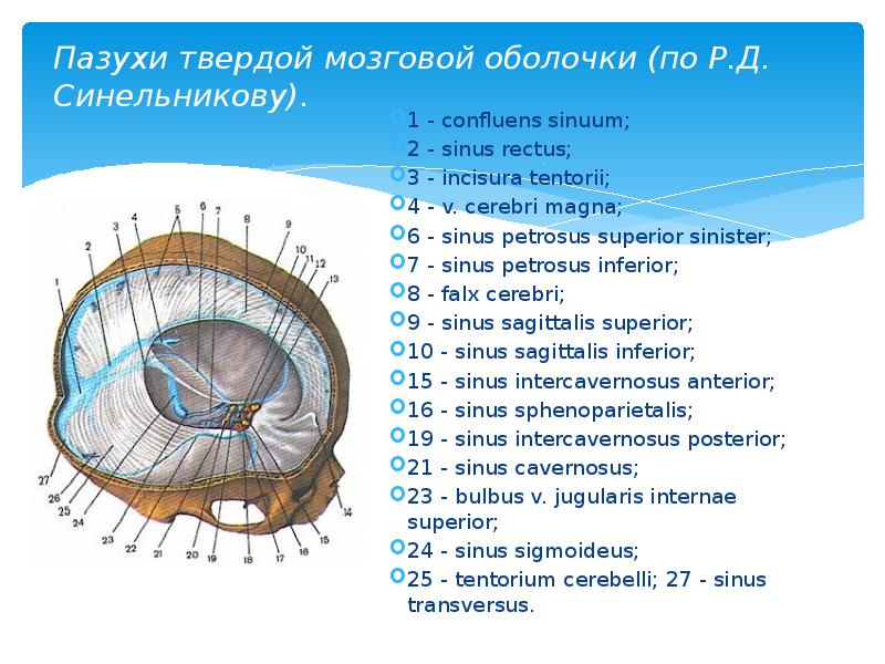 Пазухи твердой мозговой оболочки (по Р.Д. Синельникову).  1 - confluens