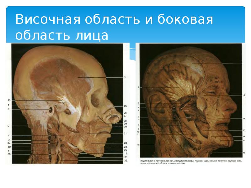 Височная область и боковая область лица