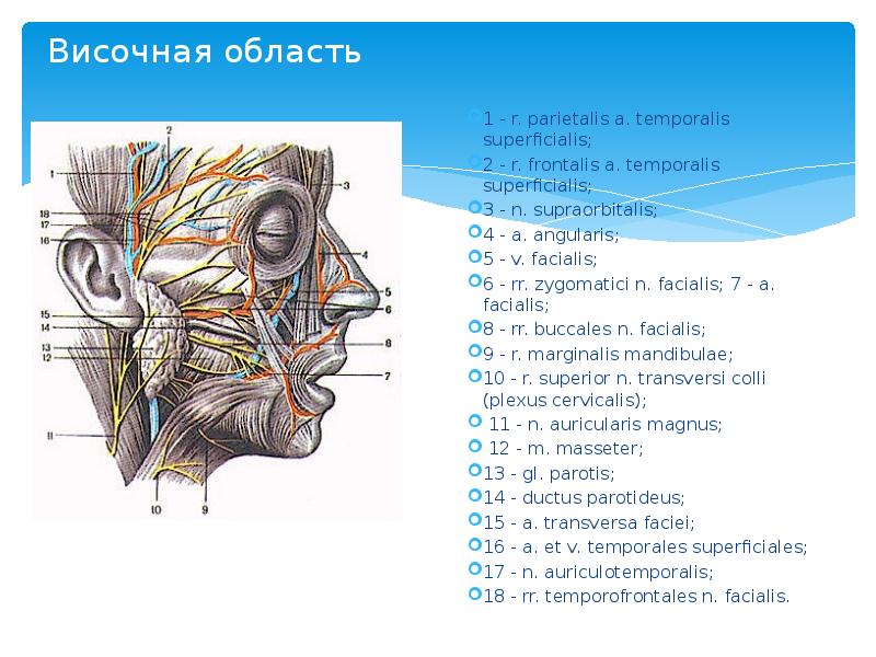 Височная область 1 - r. parietalis a. temporalis superficialis;  2