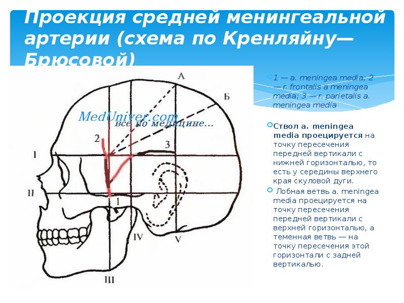 Проекция средней менингеальной артерии (схема по Кренляйну—Брюсовой) 1 — a. meningea