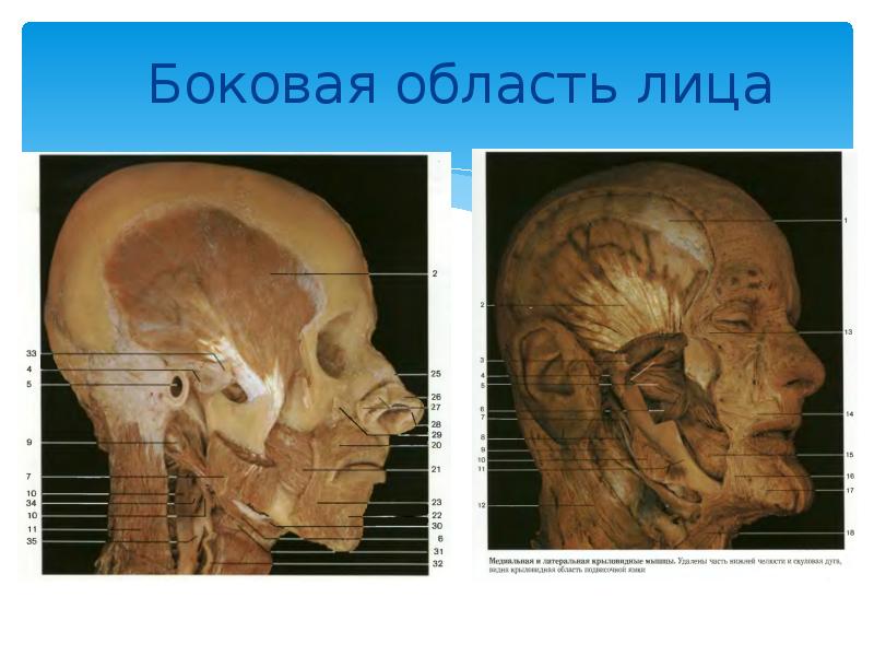 Клиническая анатомия головы презентация