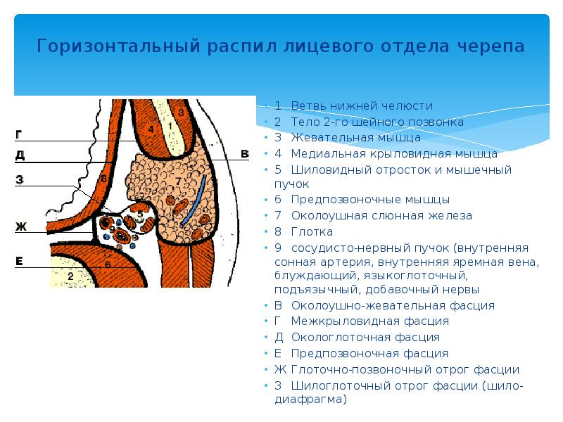 Горизонтальный распил лицевого отдела черепа  1	Ветвь нижней челюсти 2	Тело 2-го