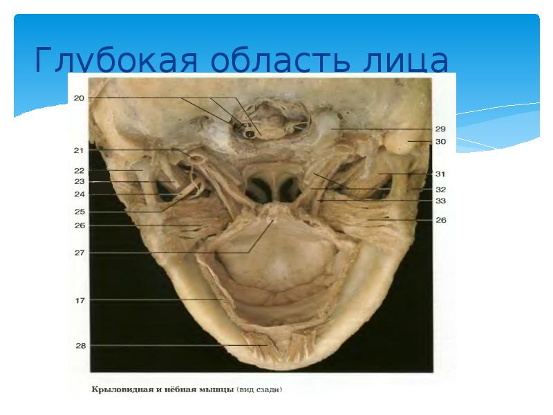 Клиническая анатомия головы презентация