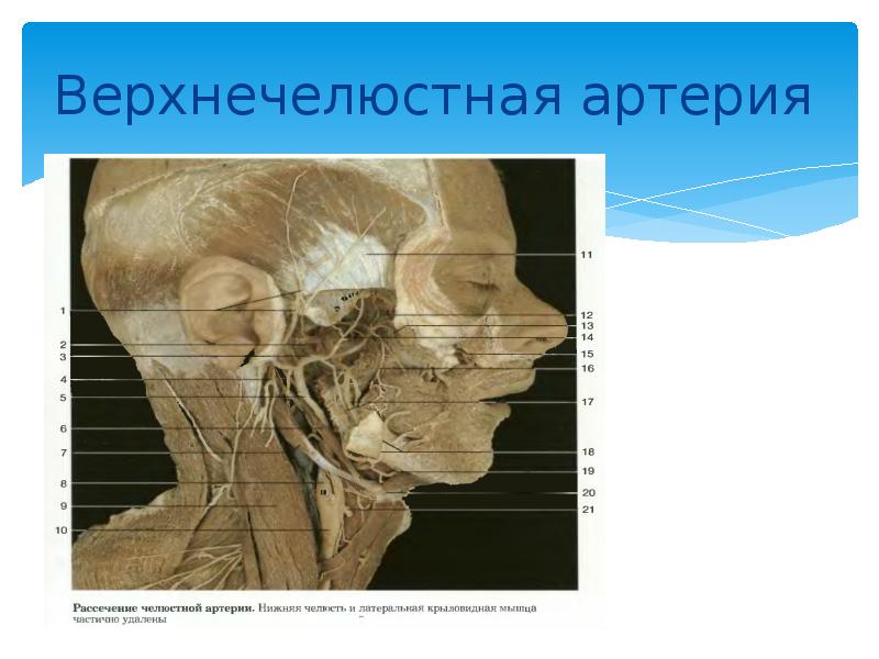 Клиническая анатомия головы презентация