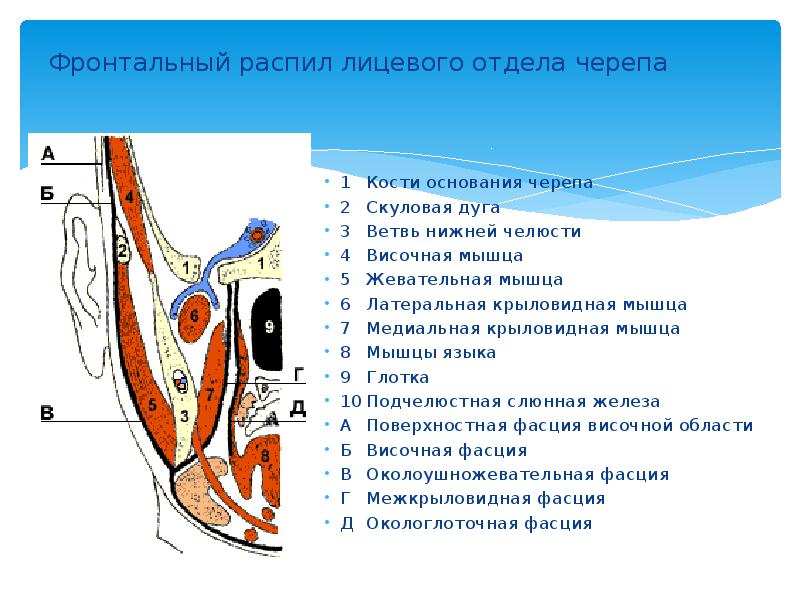 Фронтальный распил лицевого отдела черепа  1	Кости основания черепа 2	Скуловая дуга