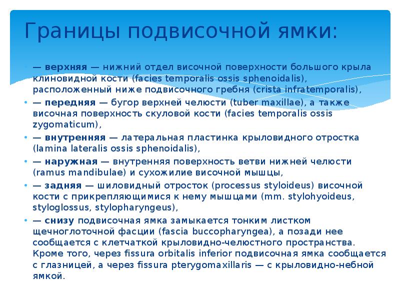 Границы подвисочной ямки:  — верхняя — нижний отдел височной поверхности
