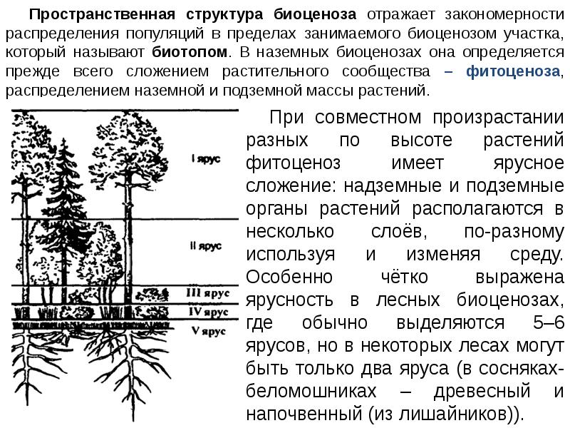 Чем характеризуется биоценоз смешанного леса ярусность плохой. Ярусность лесного фитоценоза. Пространственная структура биоценоза ярусность. Пространственная структура лесного биоценоза. Ярусность растительного сообщества схема.