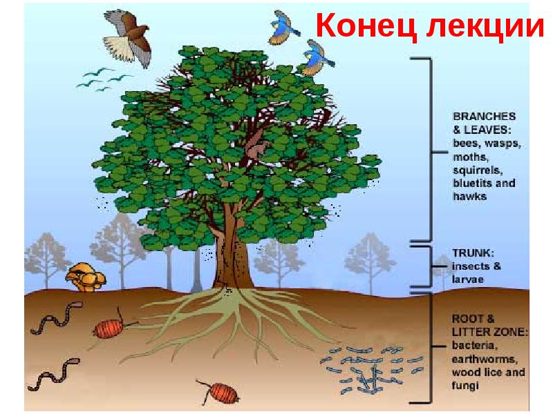 Задачи национального проекта экология