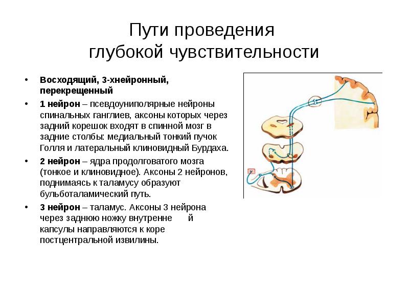 Путь глубокой чувствительности схема