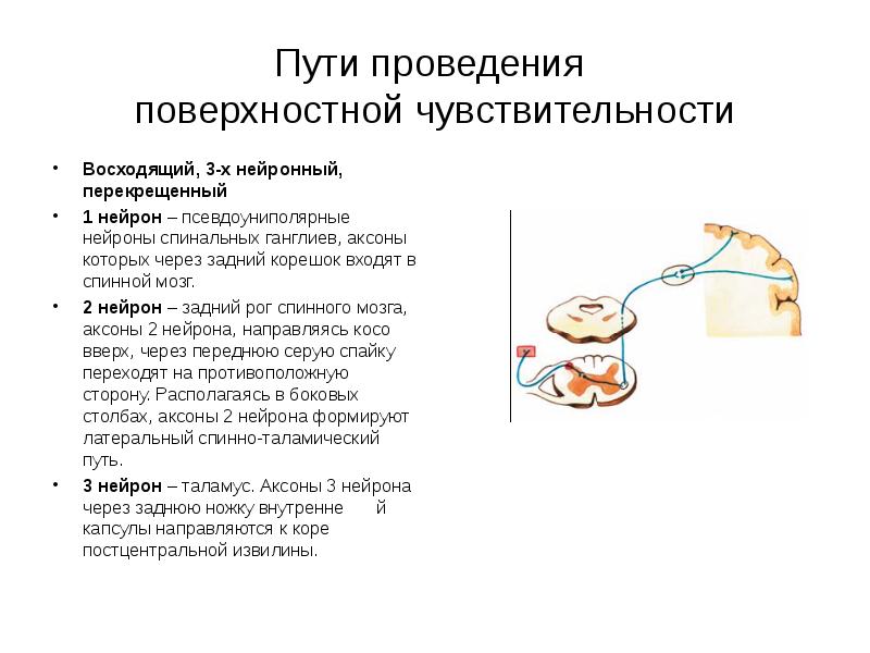 Поверхностная чувствительность. Путь поверхностной чувствительности неврология. Пути проведения глубокой чувствительности. Схема проводящих путей поверхностной чувствительности. Ход проводников поверхностной чувствительности неврология.