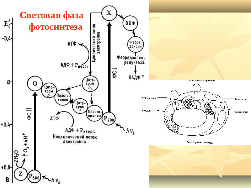 Фотосистема 1 и 2. Световая фаза фотосистема 2. Световая фаза фотосистема 1. Схема световой фазы фотосинтеза Зета. Световая фаза схема.