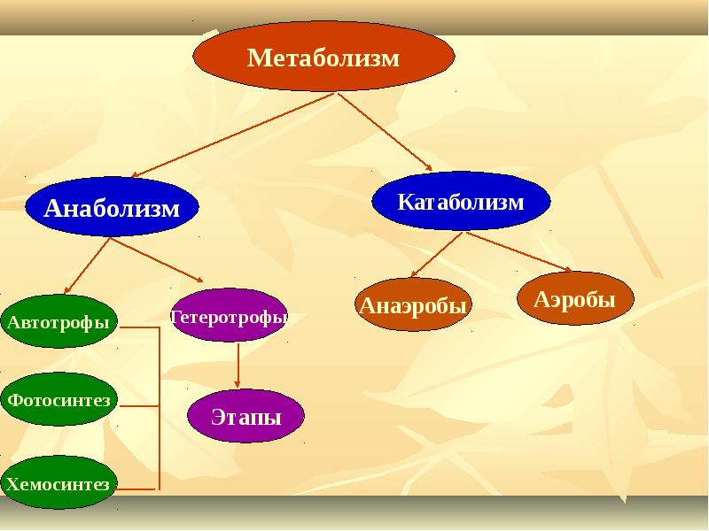 Метаболизм түрлері презентация