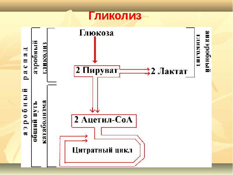 Метаболизм презентация 10 класс профильный уровень