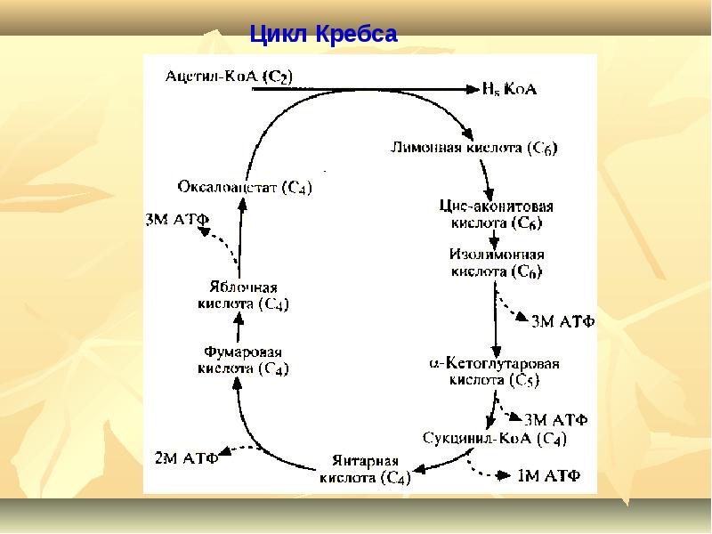 Обмен веществ презентация 10 класс