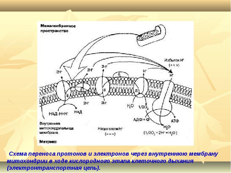 Цепи переноса. Электронтранспортная цепь митохондрий схема. Схема переноса протонов. Схема кислородного этапа клеточного дыхания. Механизмы переноса электронов через мембрану.