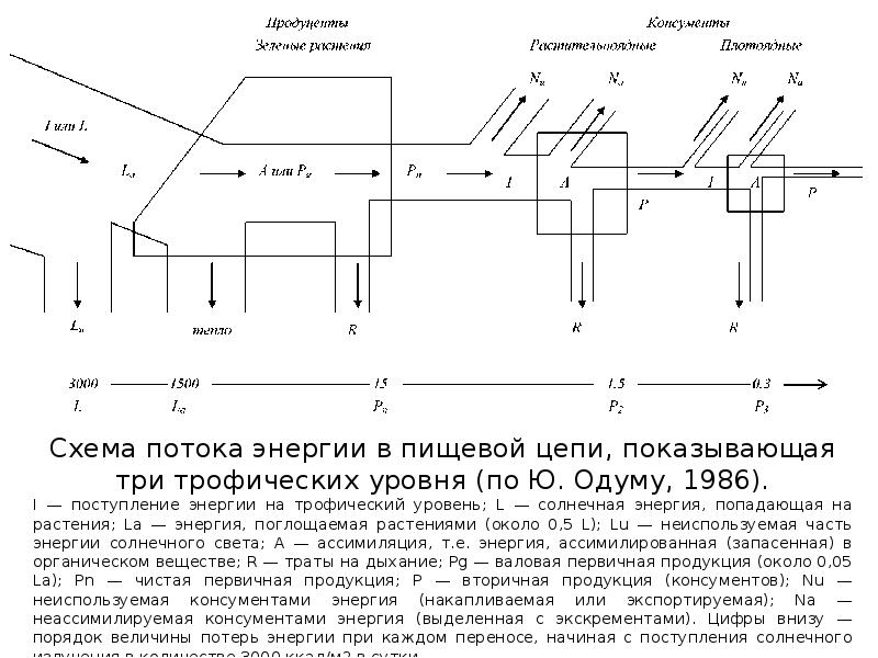Данная схема потока энергии в экосистеме иллюстрирует закон