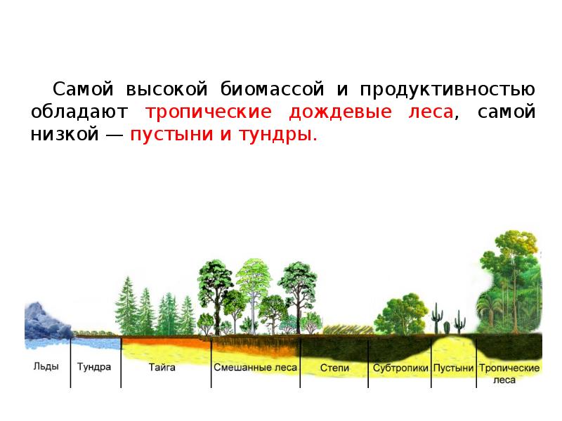 Какая система выше. Продуктивность тропического дождевого леса. Биомасса тропического леса. Биомасса и продуктивность тундры. Продуктивность хвойного леса.