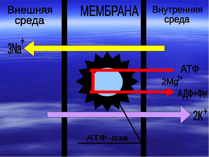 Без переноса вещества