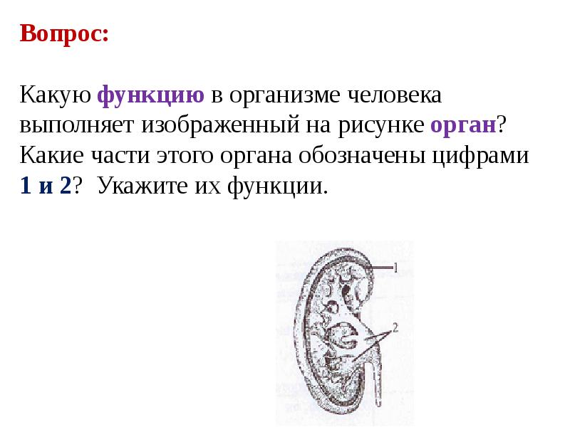 Назовите орган обозначенный на рисунке вопросительным знаком рыба