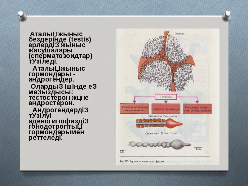 Ішкі секреция бездері аурулары презентация