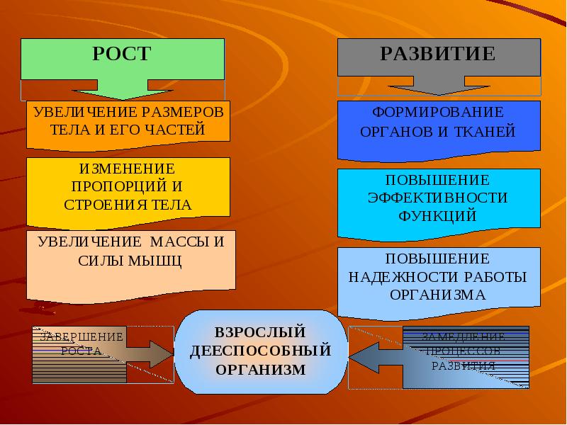 Мышечная масса и сила мышц в различные возрастные периоды презентация