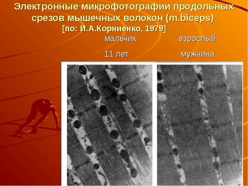 Мышечная масса и сила мышц в различные возрастные периоды презентация
