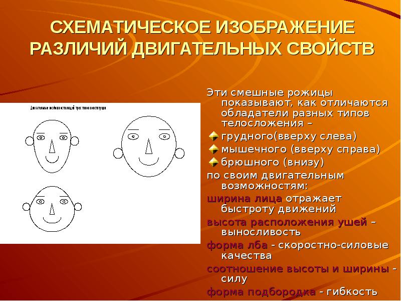 Мышечная масса и сила мышц в различные возрастные периоды презентация