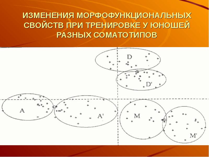 Мышечная масса и сила мышц в различные возрастные периоды презентация