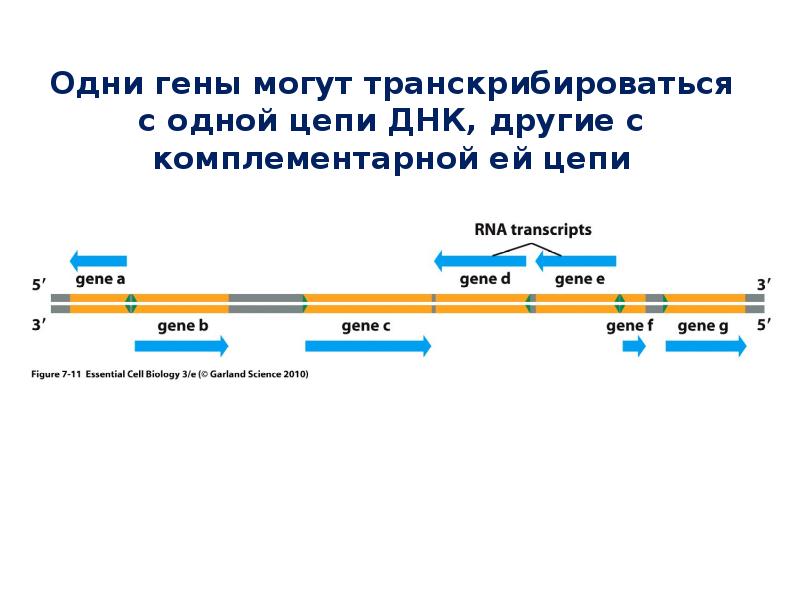 1 ген 1 полипептид. Гипотеза 1 ген 1 фермент. Промотор эукариот. Концепция один ген один белок. Гипотеза один ген один фермент ее современная трактовка.