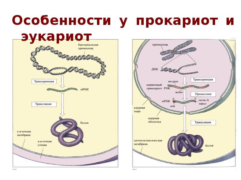 Особенности днк эукариот