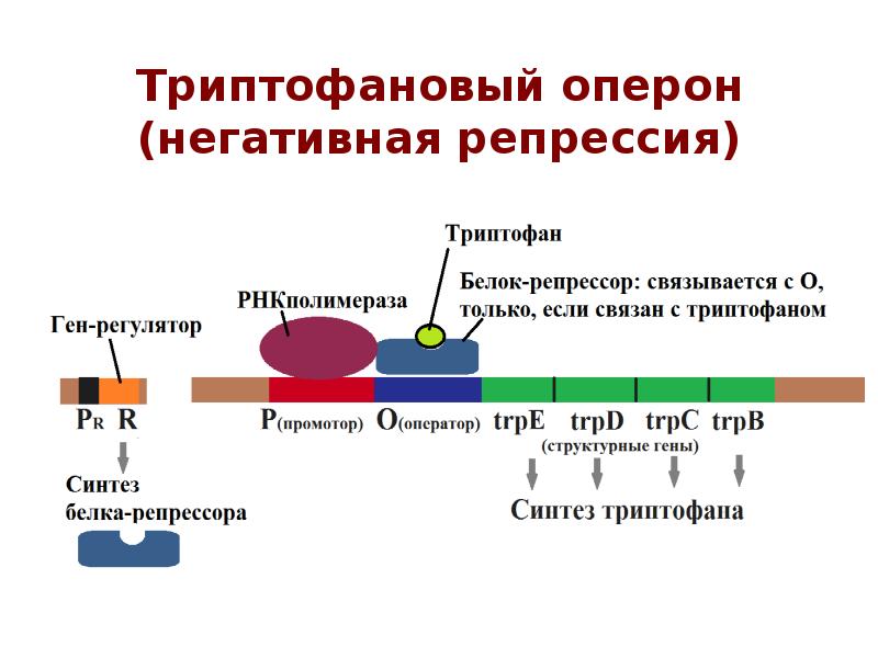 Регуляция генов прокариот. Оперон бактериальной клетки схема. Схема лактозного оперона у прокариот. Триптофановый оперон. Схема триптофанового оперона.