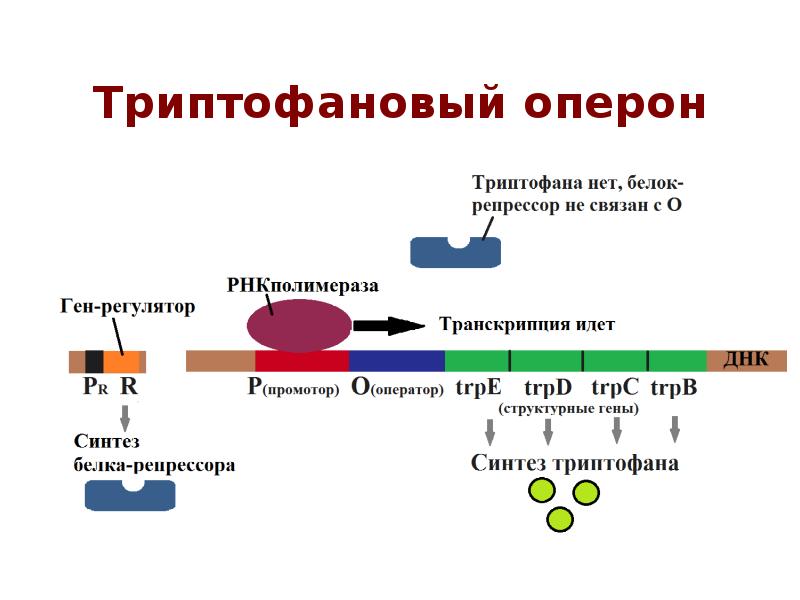 Триптофановый оперон схема