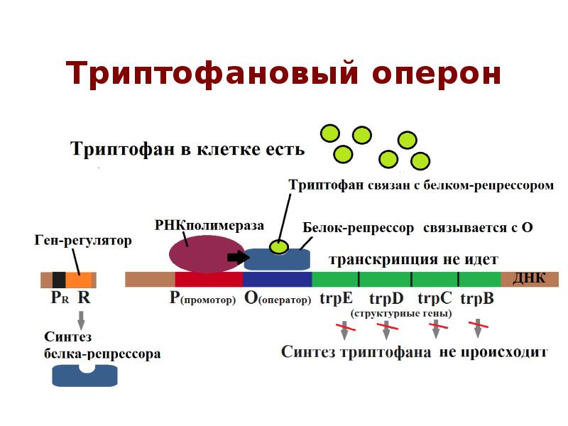 Ген кодирует синтез