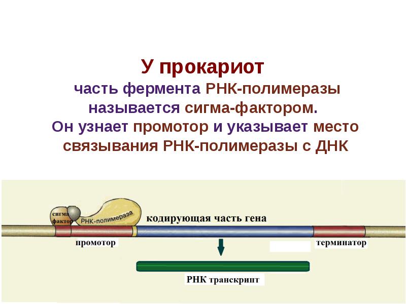 Полимеразы прокариот. Строение РНК полимеразы у эукариот. РНК полимераза эукариот и прокариот. РНК полимераза прокариот структура. Роль субъединиц РНК полимеразы.