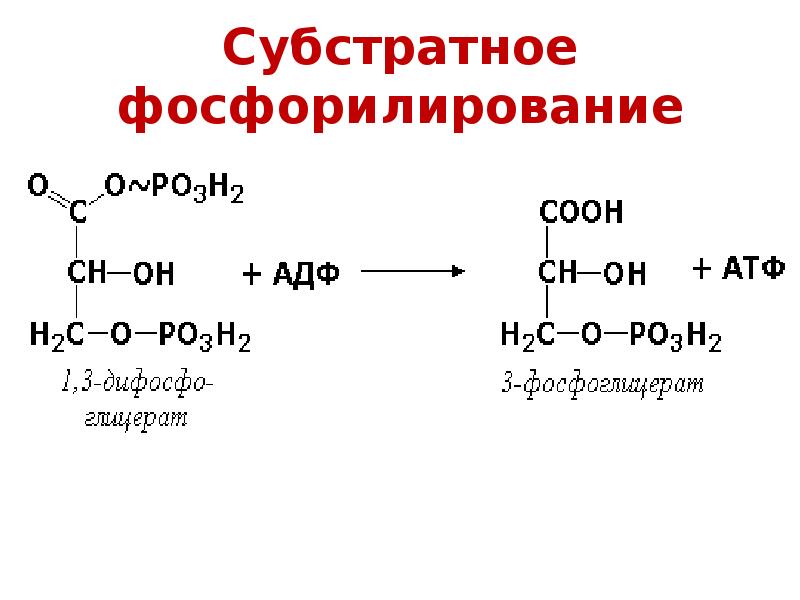 Субстратное фосфорилирование презентация