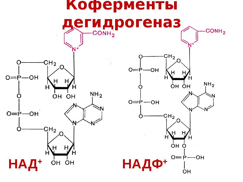 Синтез надф. Коферменты дегидрогеназ – ФАД И над+. Кофермент НАДФ формула. Строение кофермента НАДФ. Коферменты АТФ над+ НАДФ+.