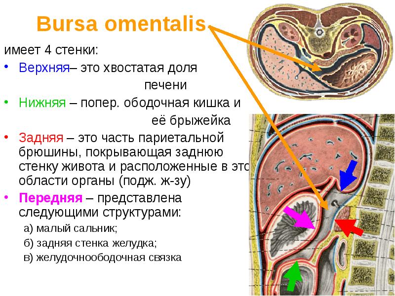 Печеночная сумка