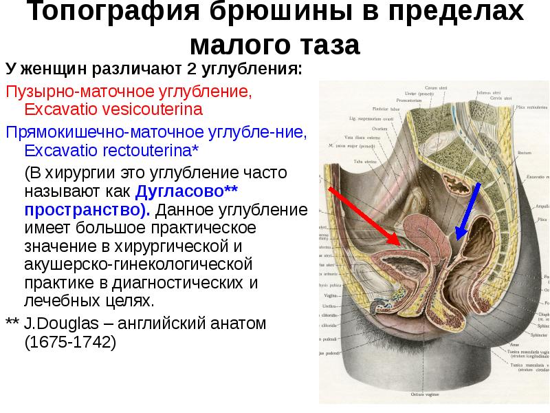 Дугласово пространство. Прямокишечно маточное углубление топография. Брюшина в полости малого таза. Прямокишечно-маточное углубление [дугласово пространство]. Анатомия брюшины малого таза.