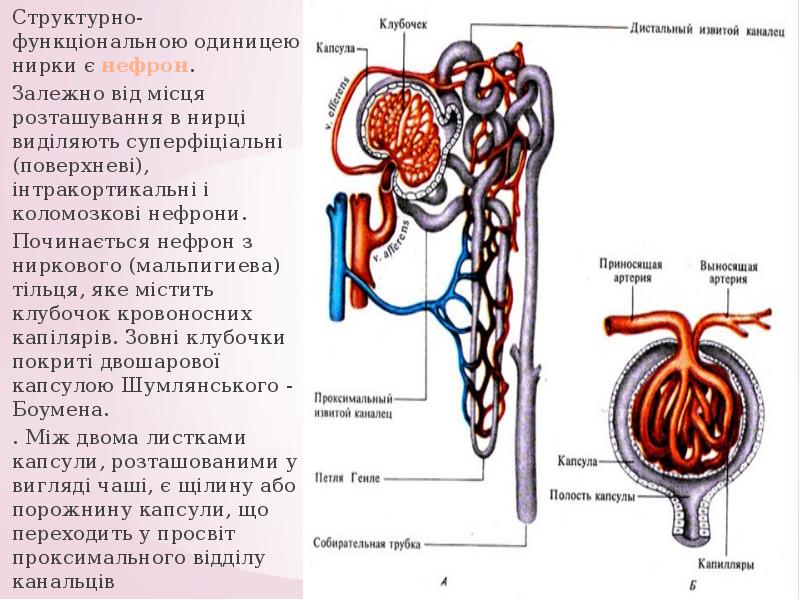 Собирательная трубка. Собирательная трубка функции. Внутренний листок капсулы клубочка нефрона образован. Фильтрация в клубочках.