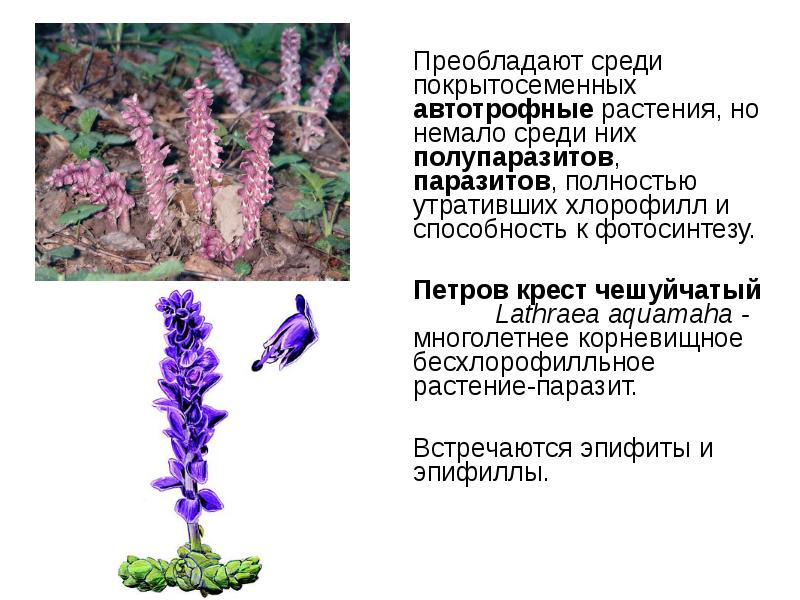Распределите предложенные растения по группам полупаразиты паразиты