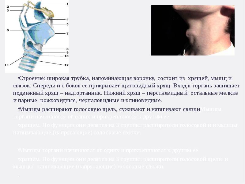 Строение кадыка. Перстневидный хрящ на человеке. Что защищает щитовидный хрящ. Спереди и с боков прикрывает гортань. Перстневидный хрящ выступает.