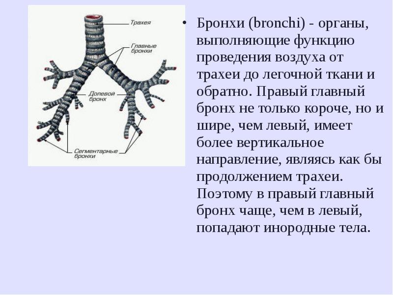 Трахея образована полукольцами