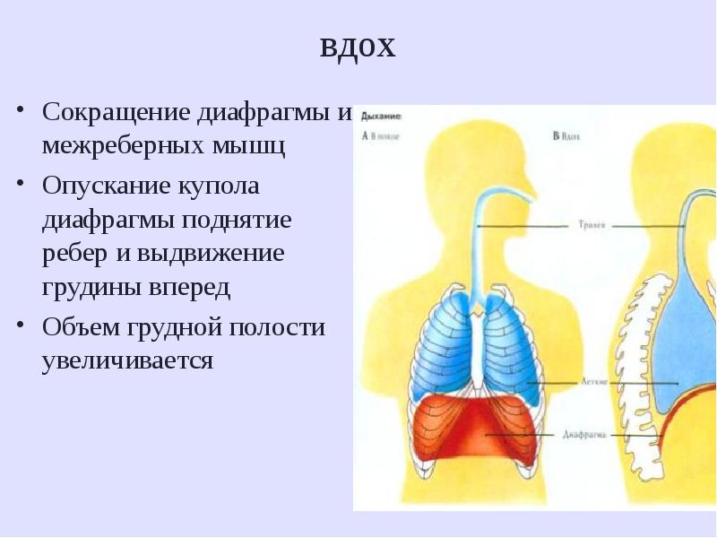 Анатомия и физиология диафрагмы презентация